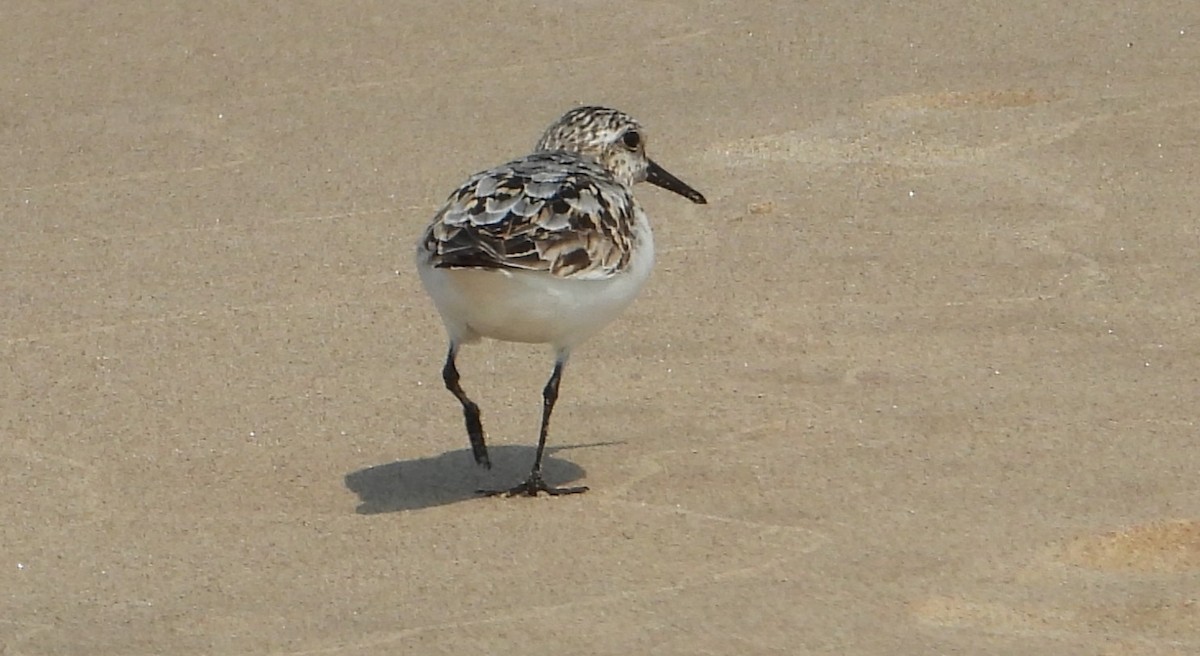 Bécasseau sanderling - ML639786354