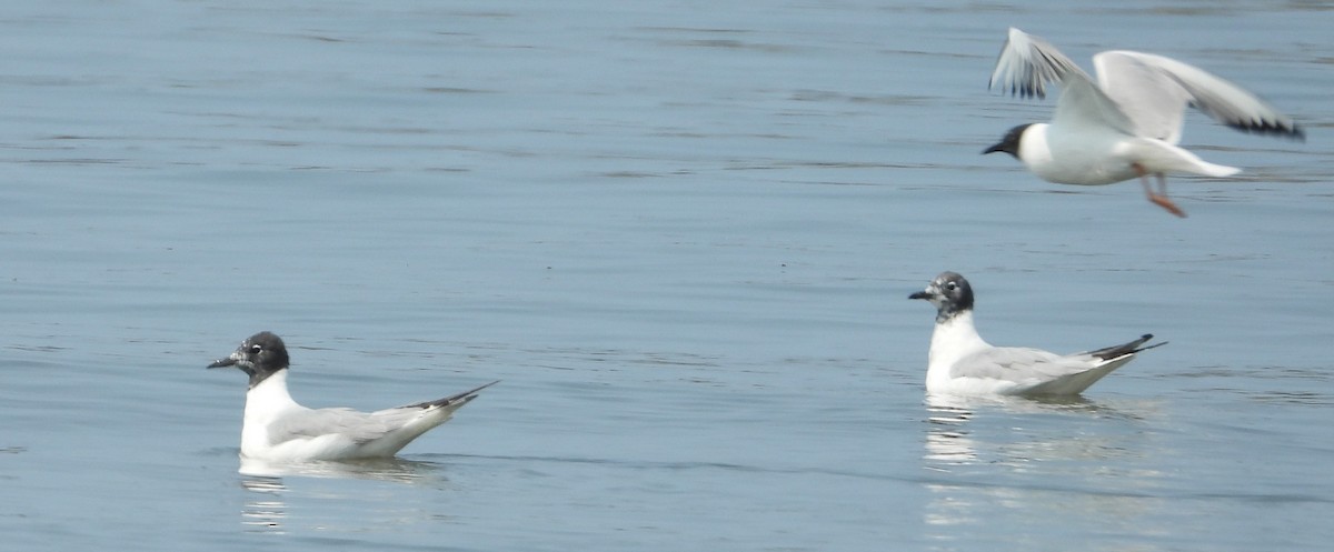 Mouette de Bonaparte - ML639786372