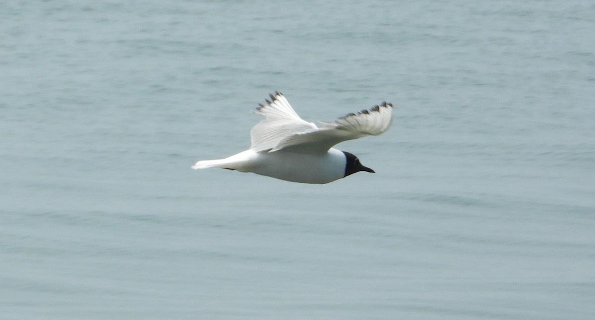 Mouette de Bonaparte - ML639786373