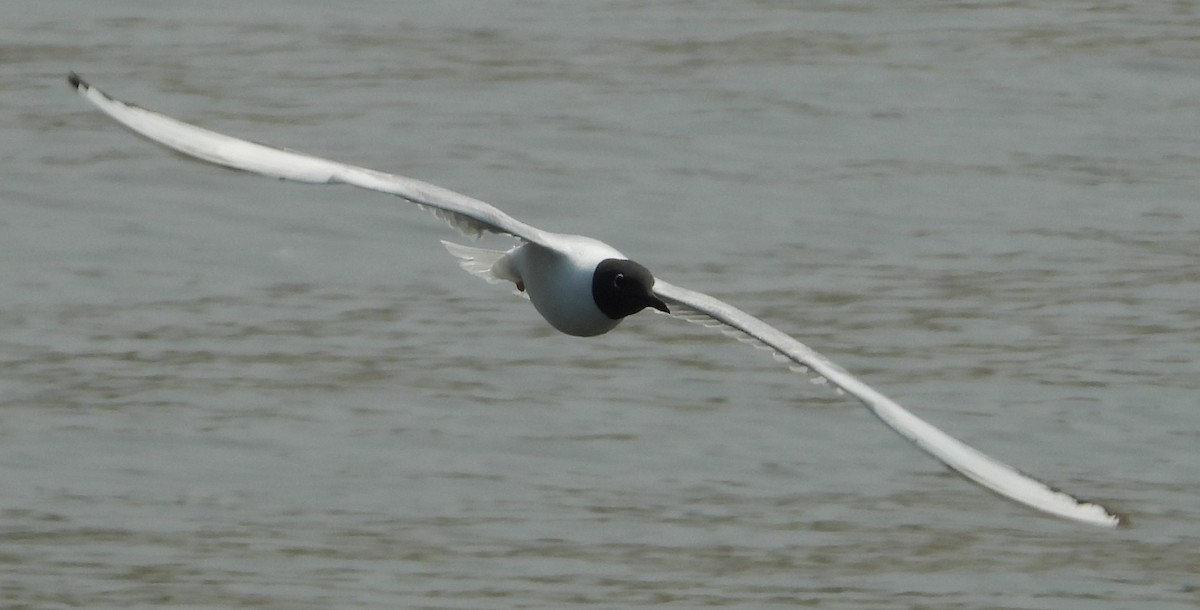 Mouette de Bonaparte - ML639786374