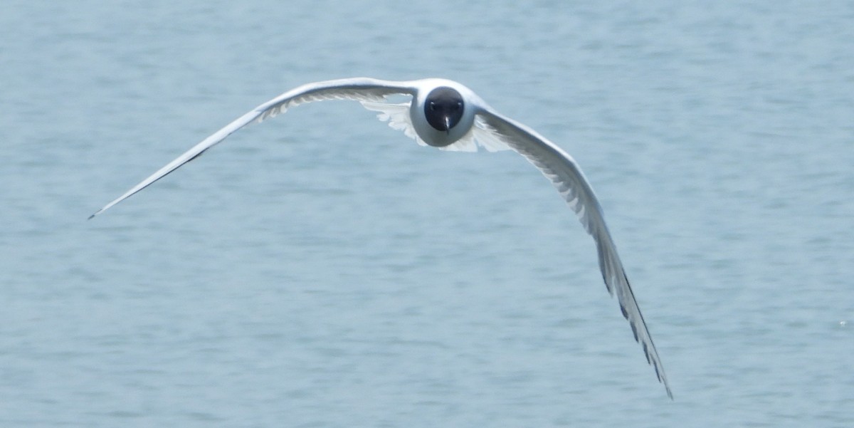 Mouette de Bonaparte - ML639786375