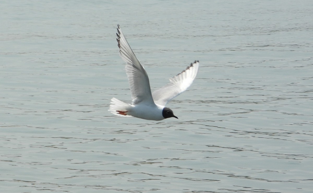 Mouette de Bonaparte - ML639786376