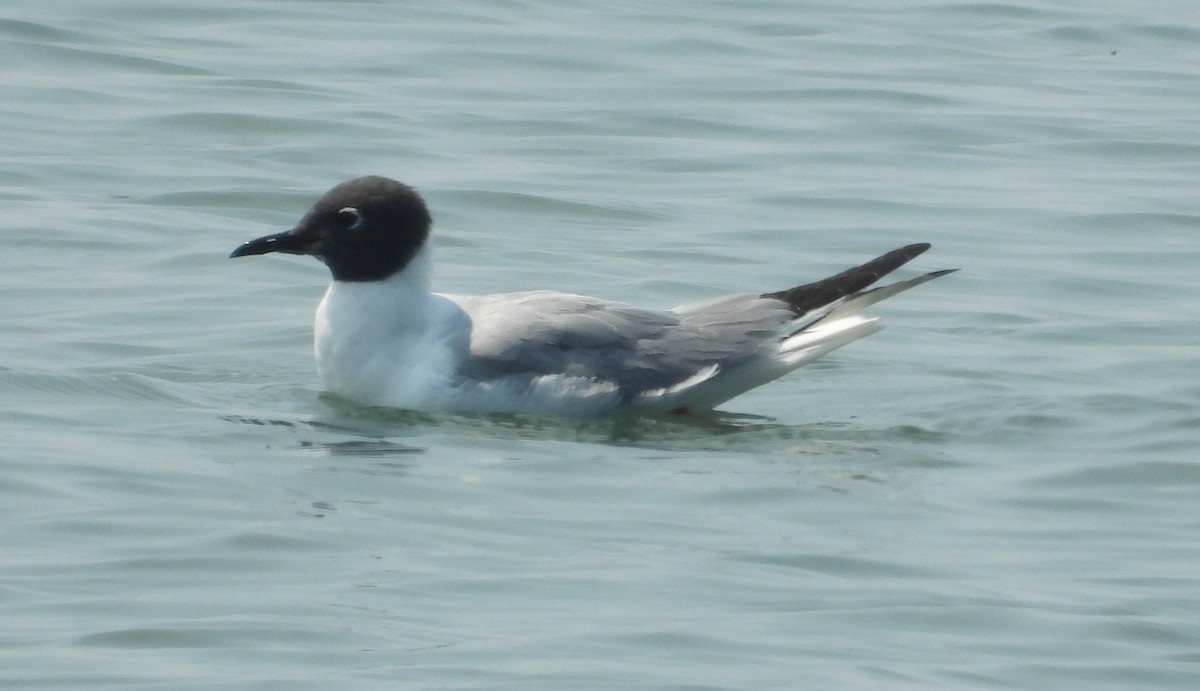 Mouette de Bonaparte - ML639786377
