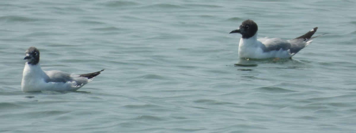 Mouette de Bonaparte - ML639786379