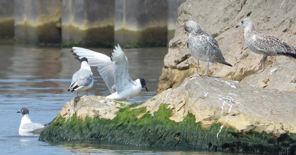 Mouette de Bonaparte - ML639786380