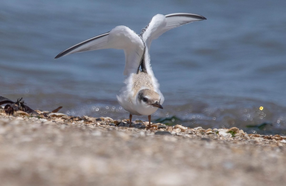 Least Tern - ML639786388