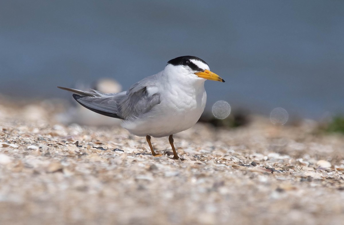 Least Tern - ML639786389