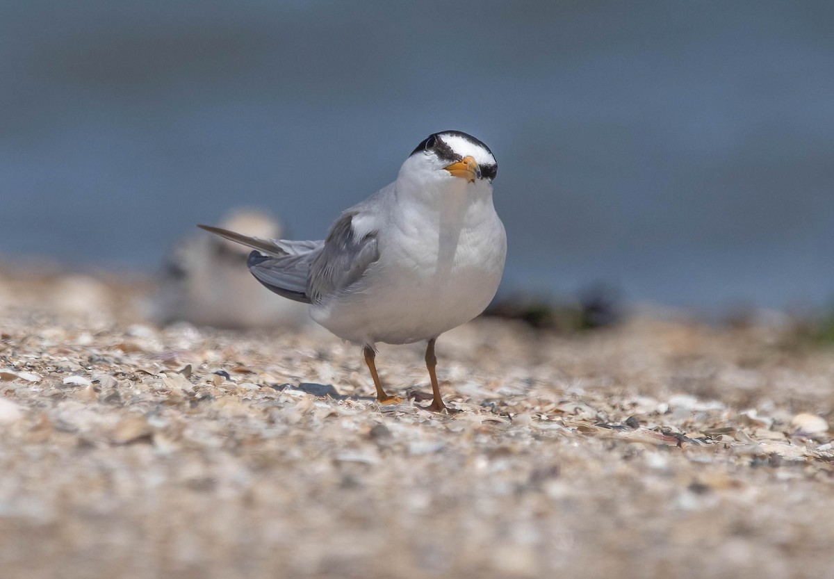 Least Tern - ML639786390