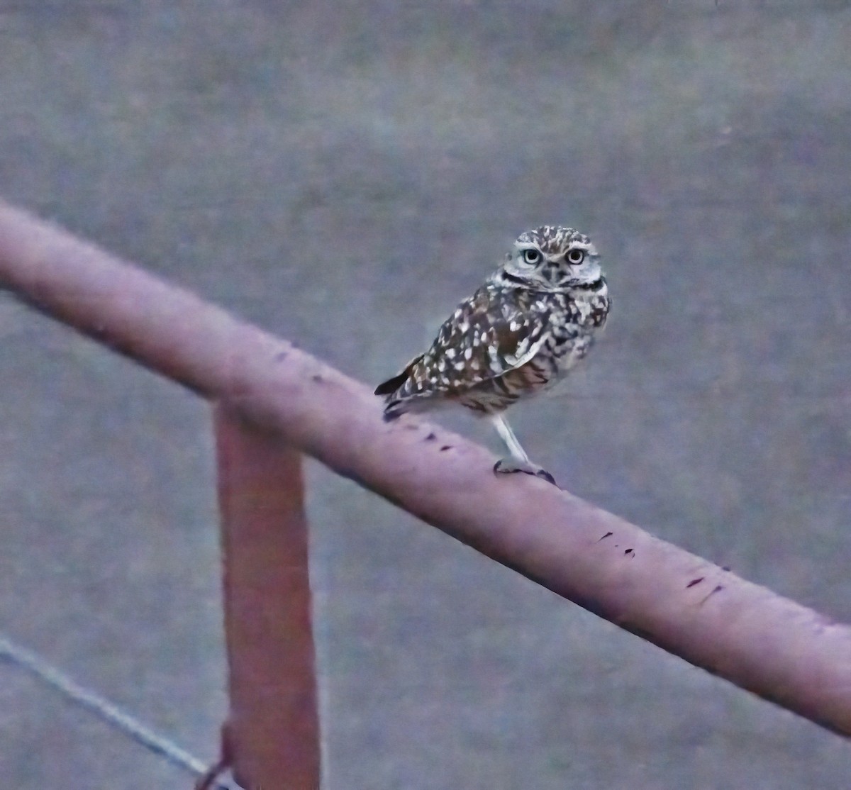 owl sp. - ML639786475