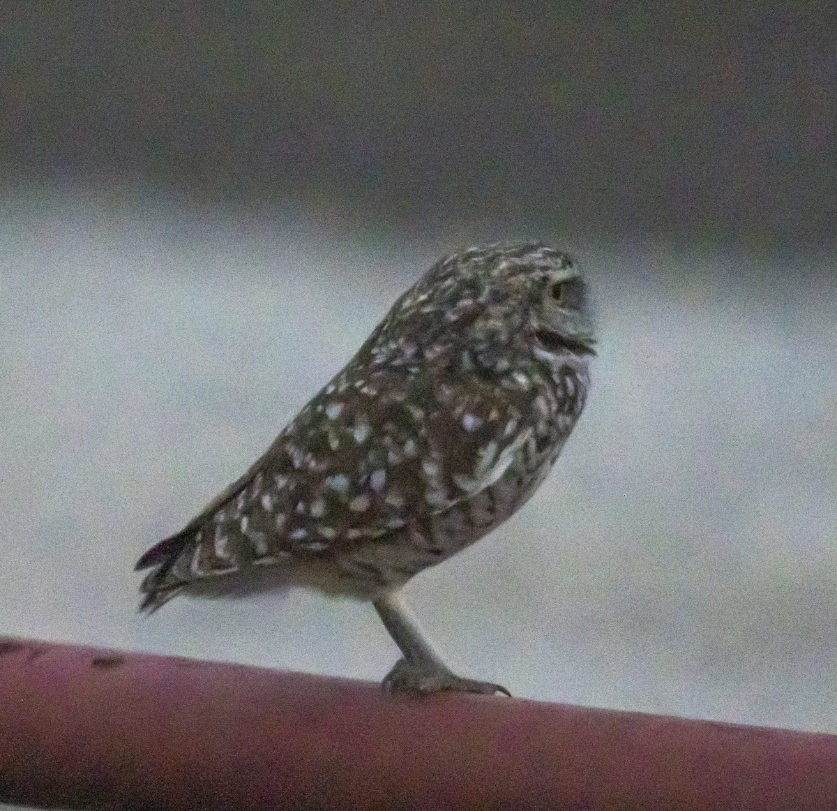 owl sp. - ML639786476