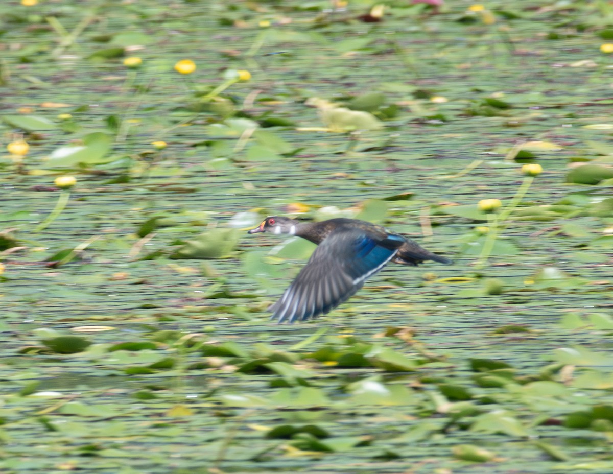 Wood Duck - ML639786483