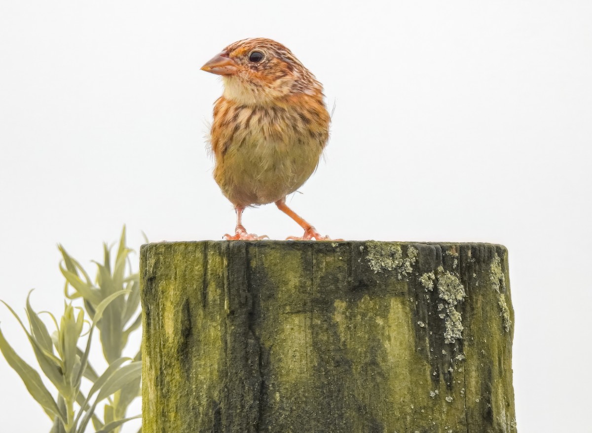 Grasshopper Sparrow - ML639786488
