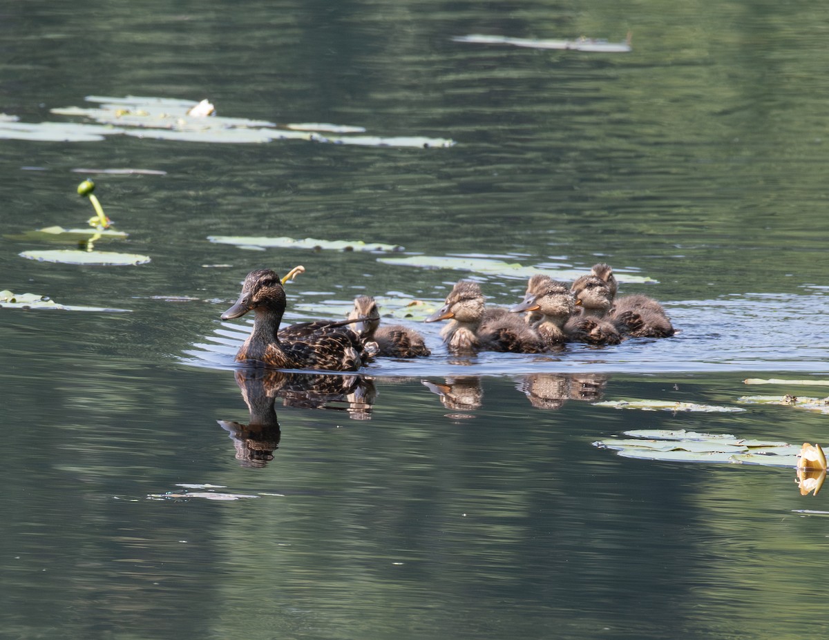 Mallard - ML639786492