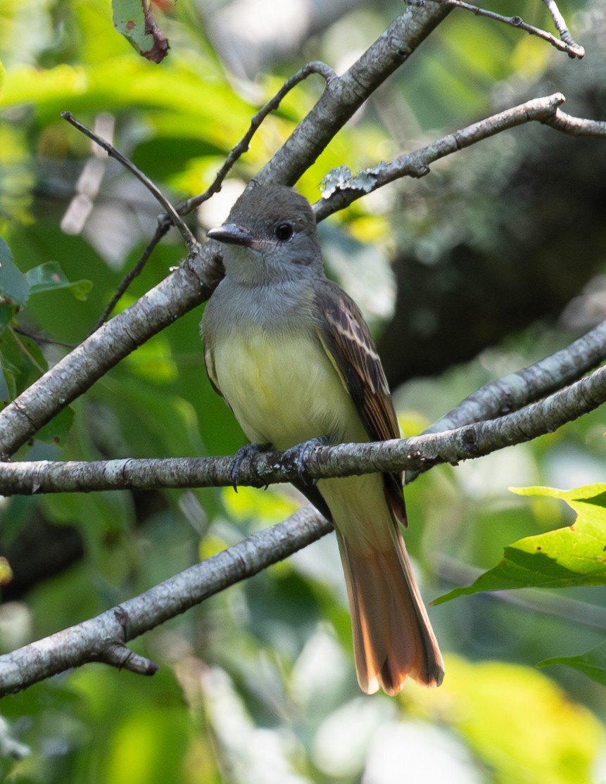 Great Crested Flycatcher - ML639786536