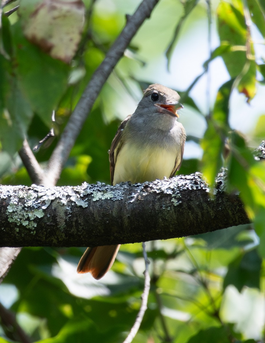 Great Crested Flycatcher - ML639786537