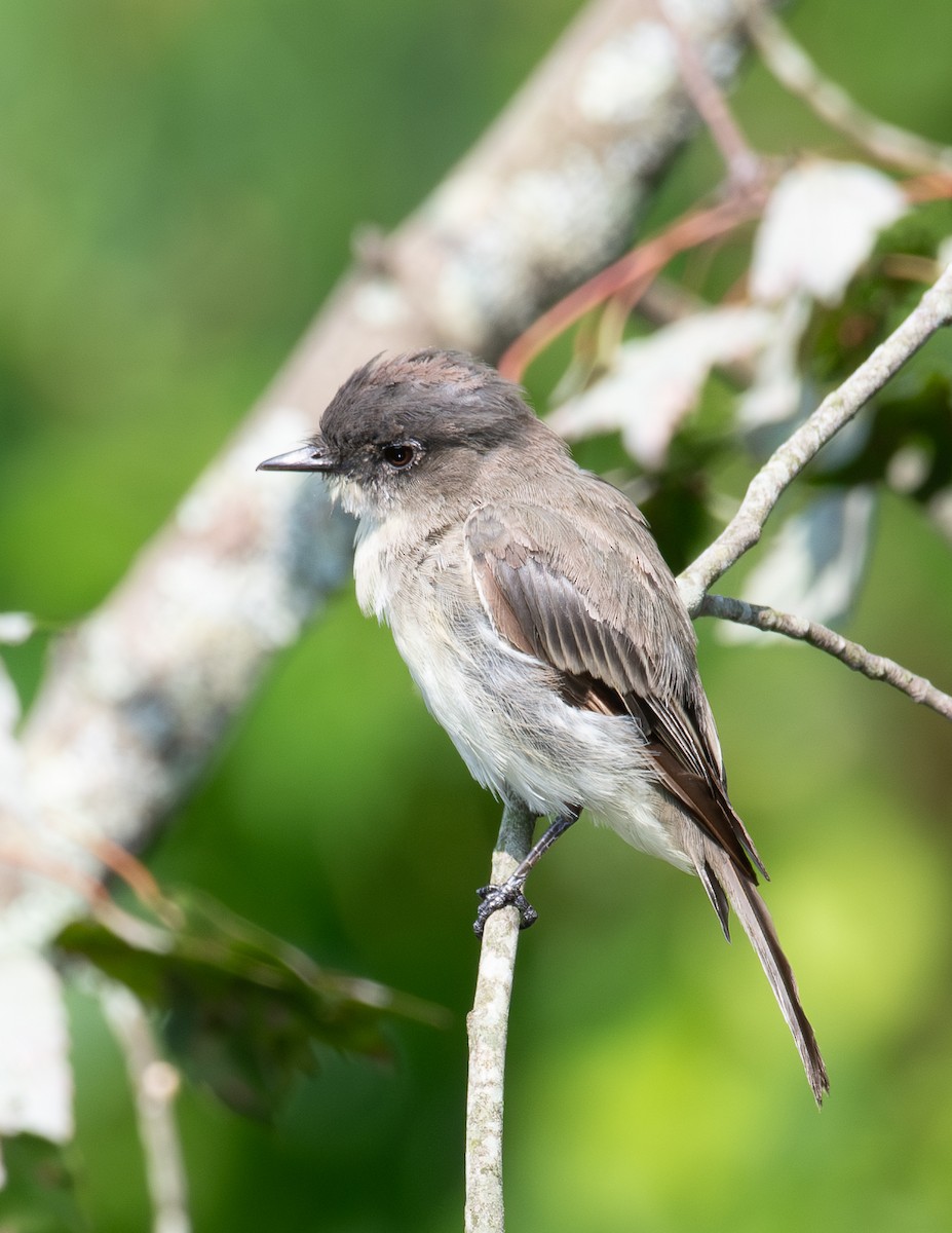 Eastern Phoebe - ML639786553