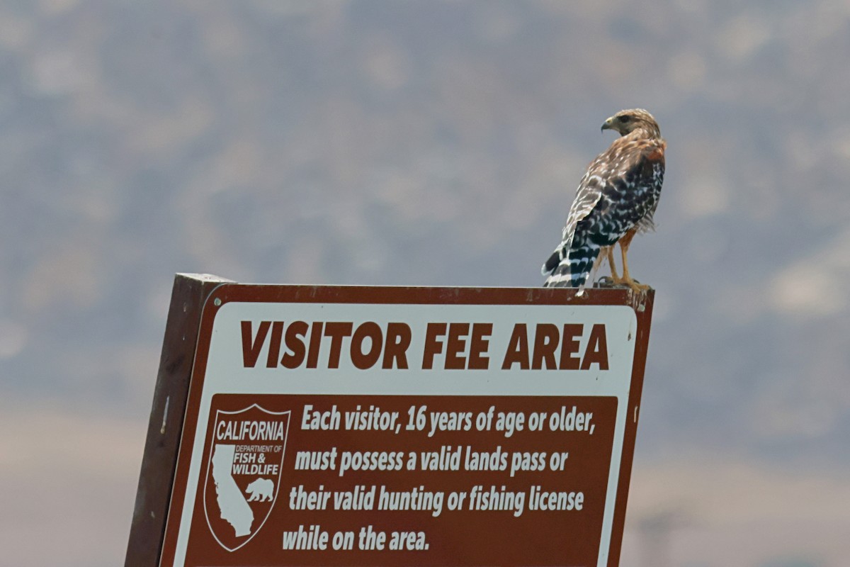 Red-shouldered Hawk - ML639786567
