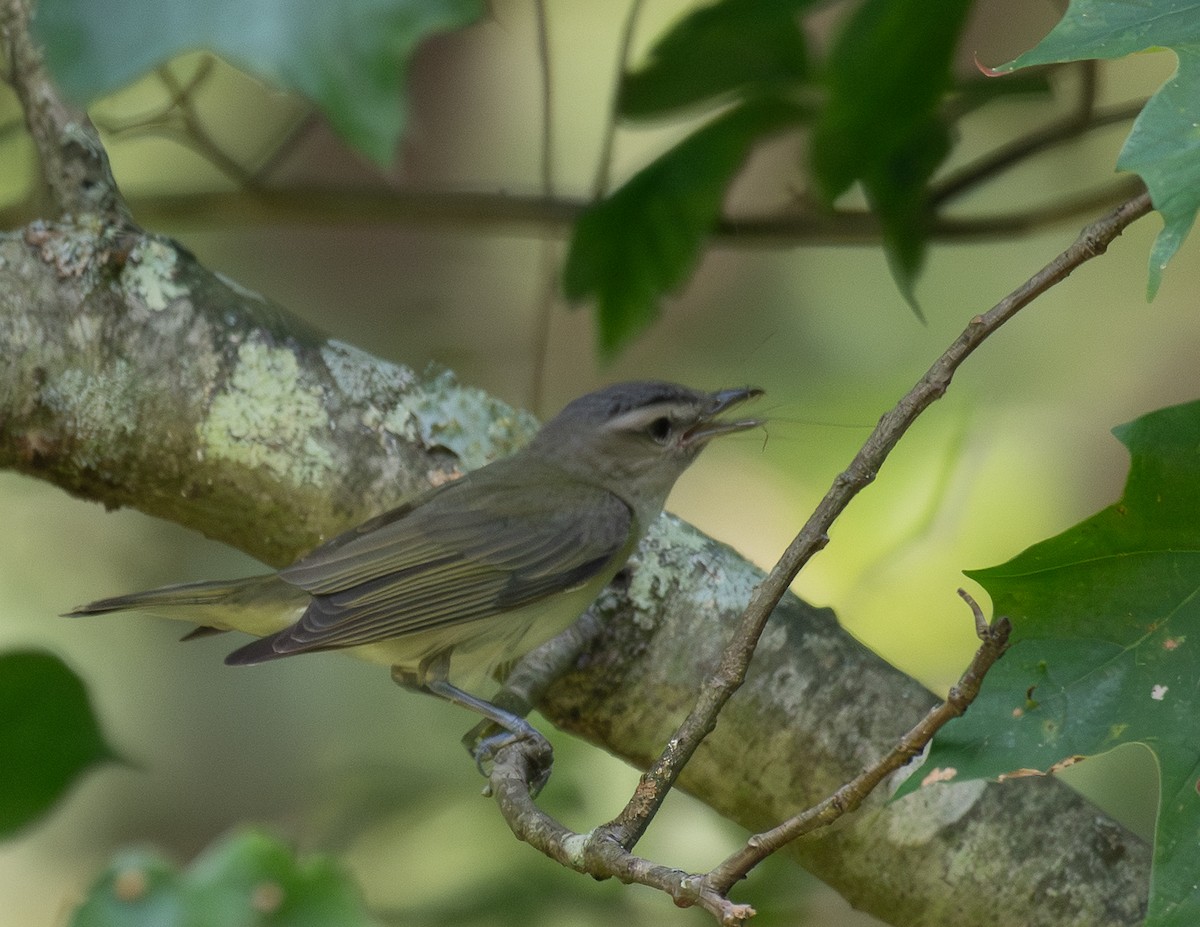 Red-eyed Vireo - ML639786614