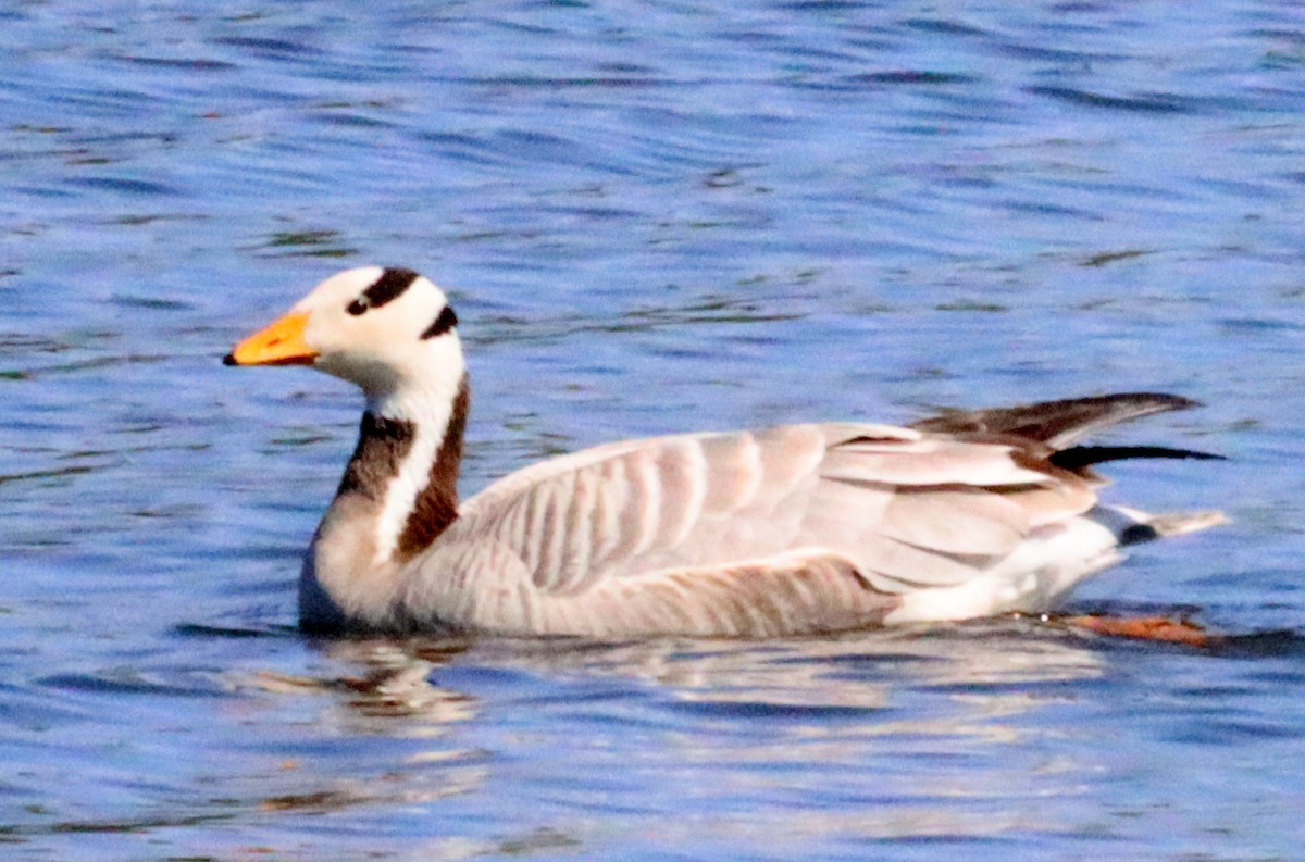 Bar-headed Goose - ML639786615