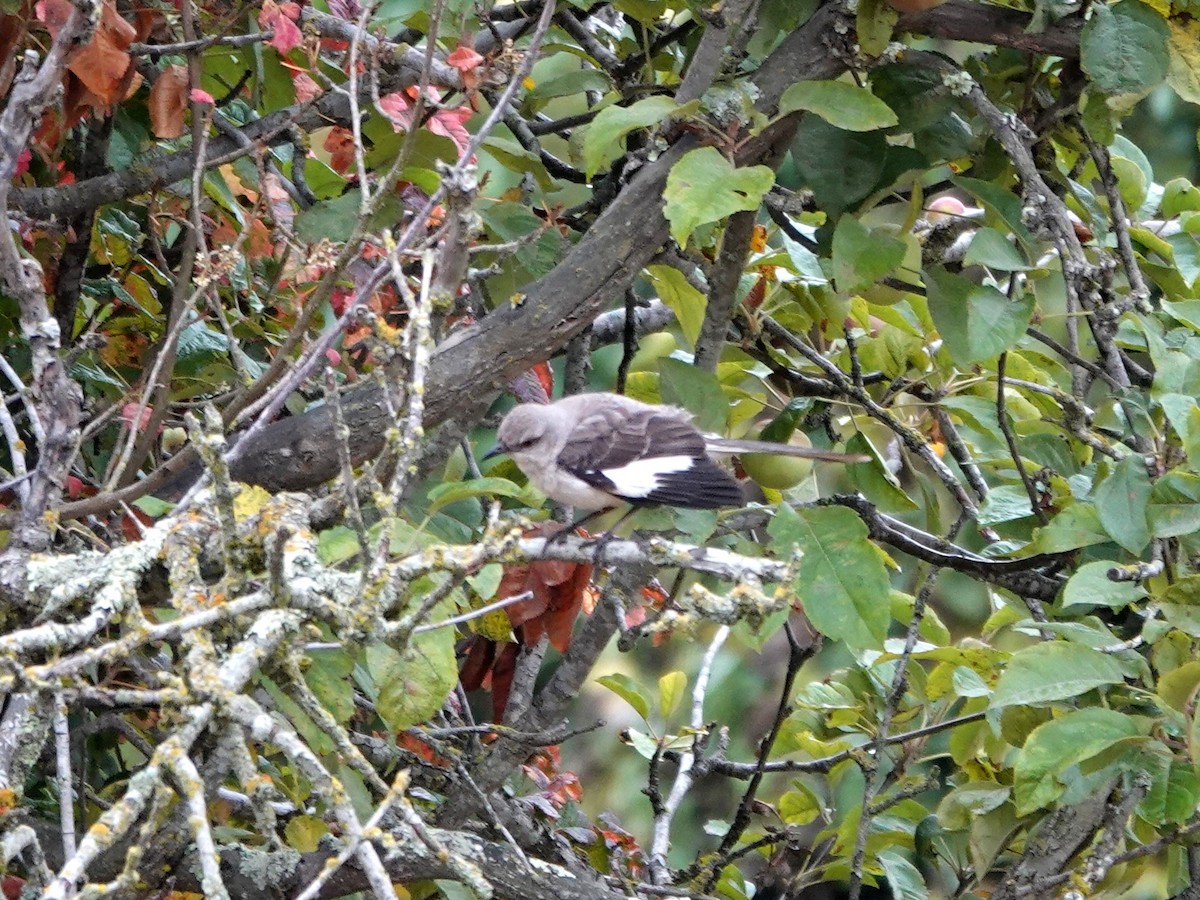 drozdec mnohohlasý - ML639786638
