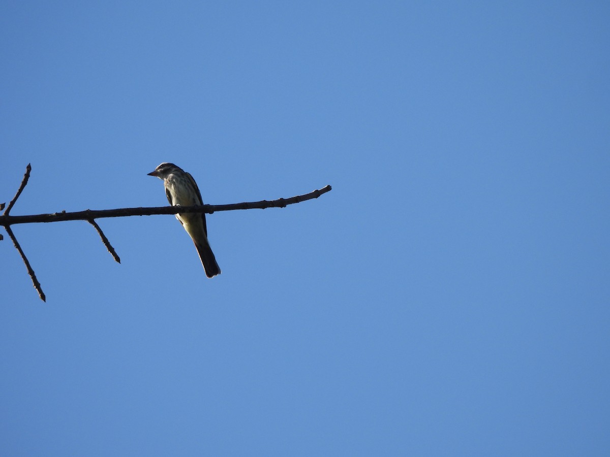 Variegated Flycatcher - ML639786714