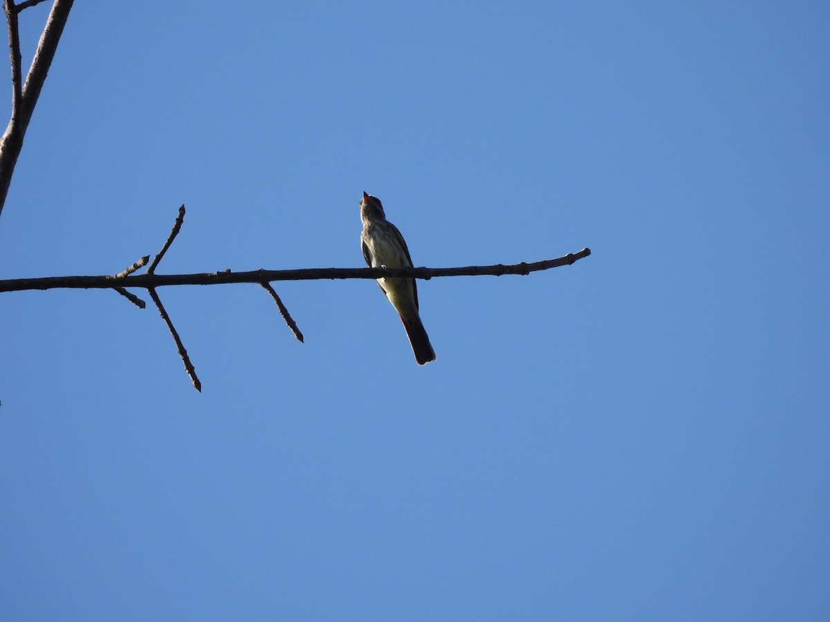 Variegated Flycatcher - ML639786715