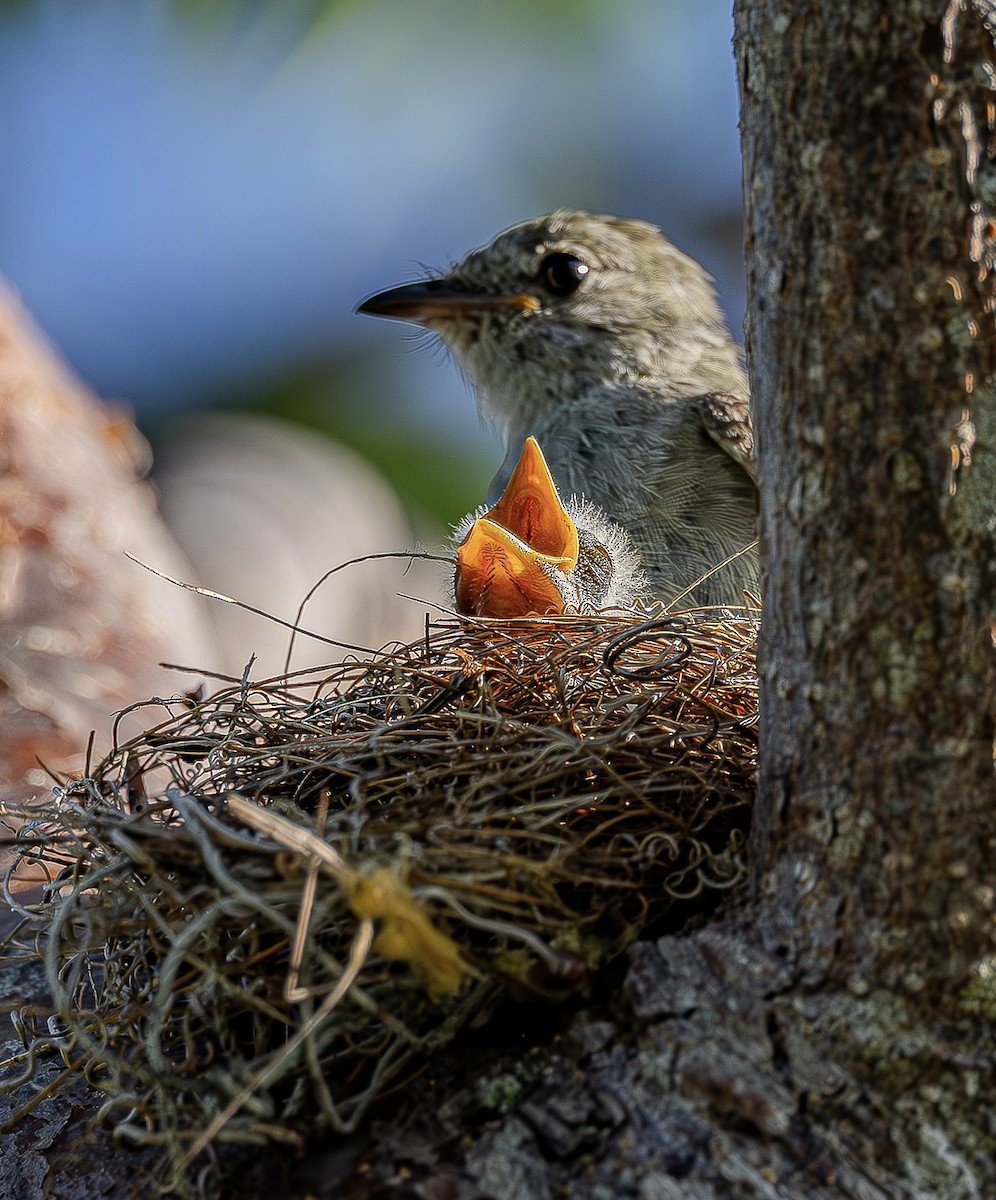 Caribbean Elaenia - ML639786720