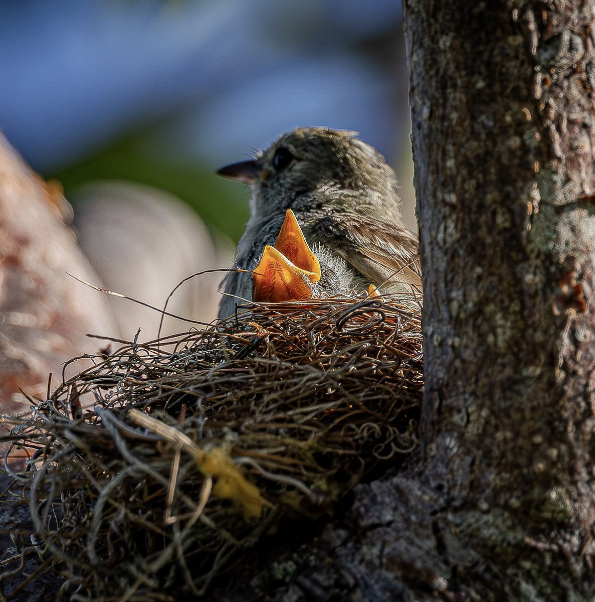 Caribbean Elaenia - ML639786721