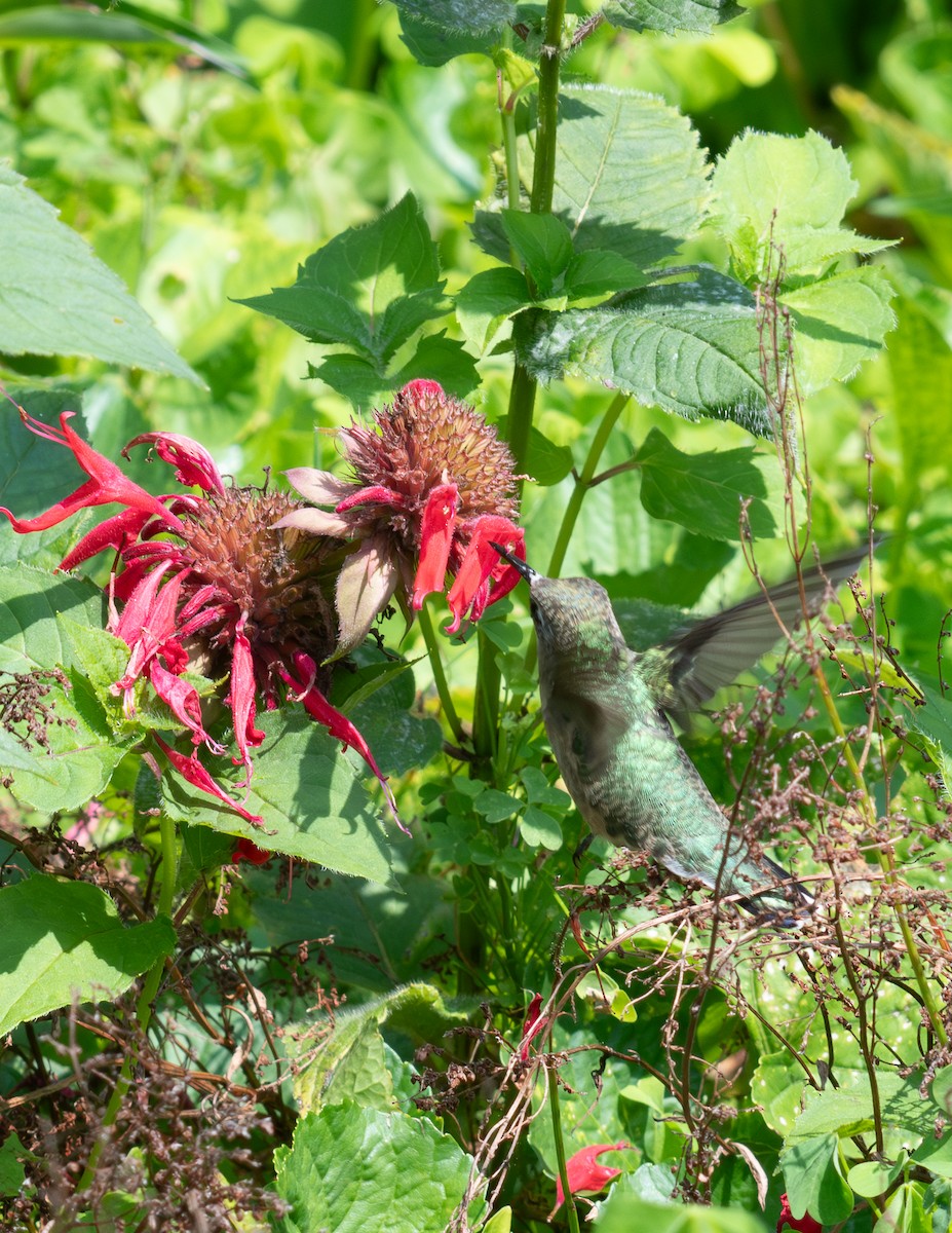 Ruby-throated Hummingbird - ML639786847