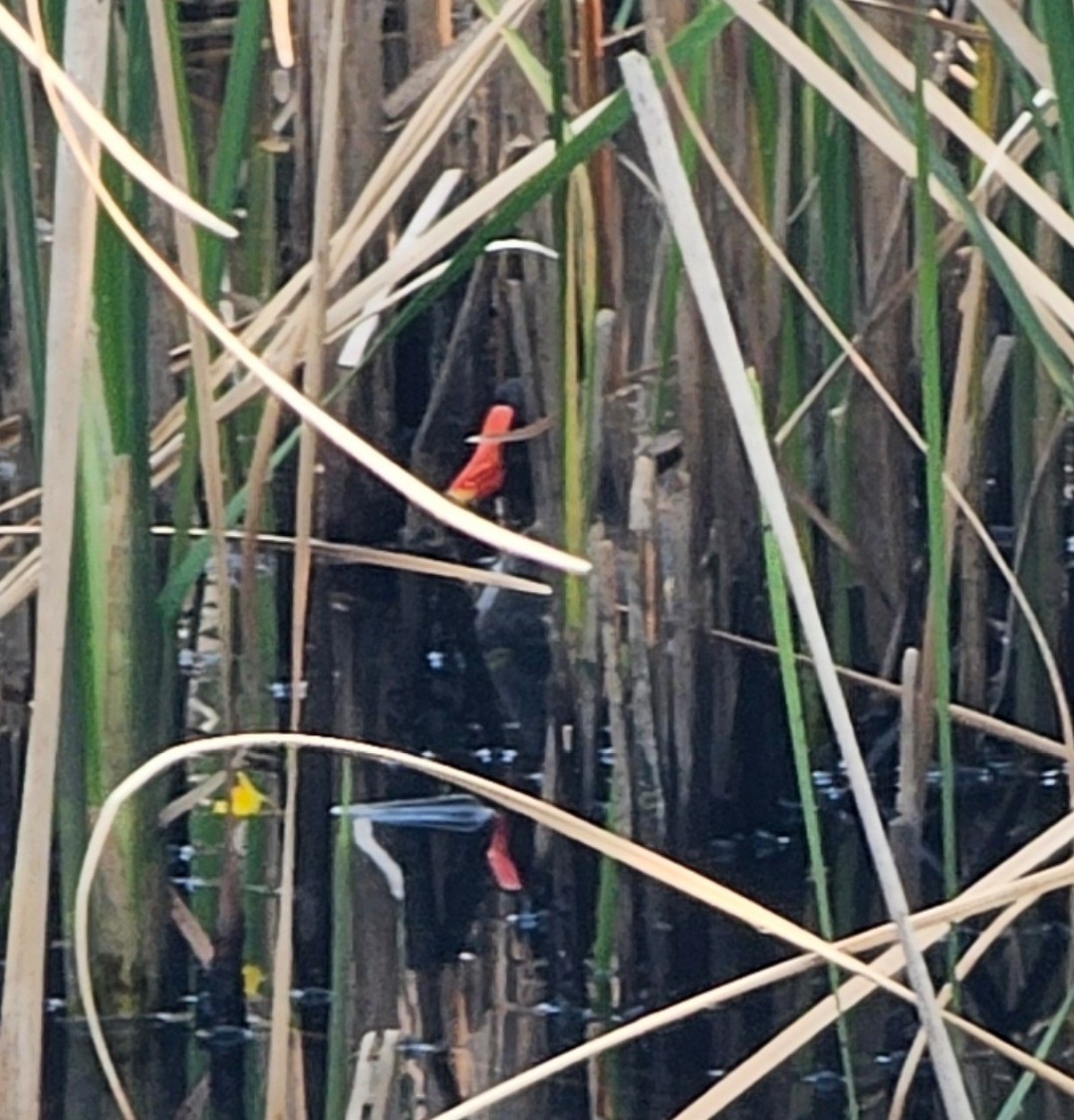 Common Gallinule - ML639786874