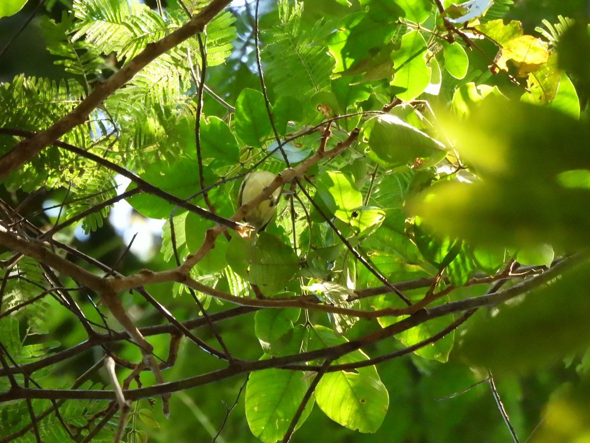 Rusty-winged Antwren - ML639786884
