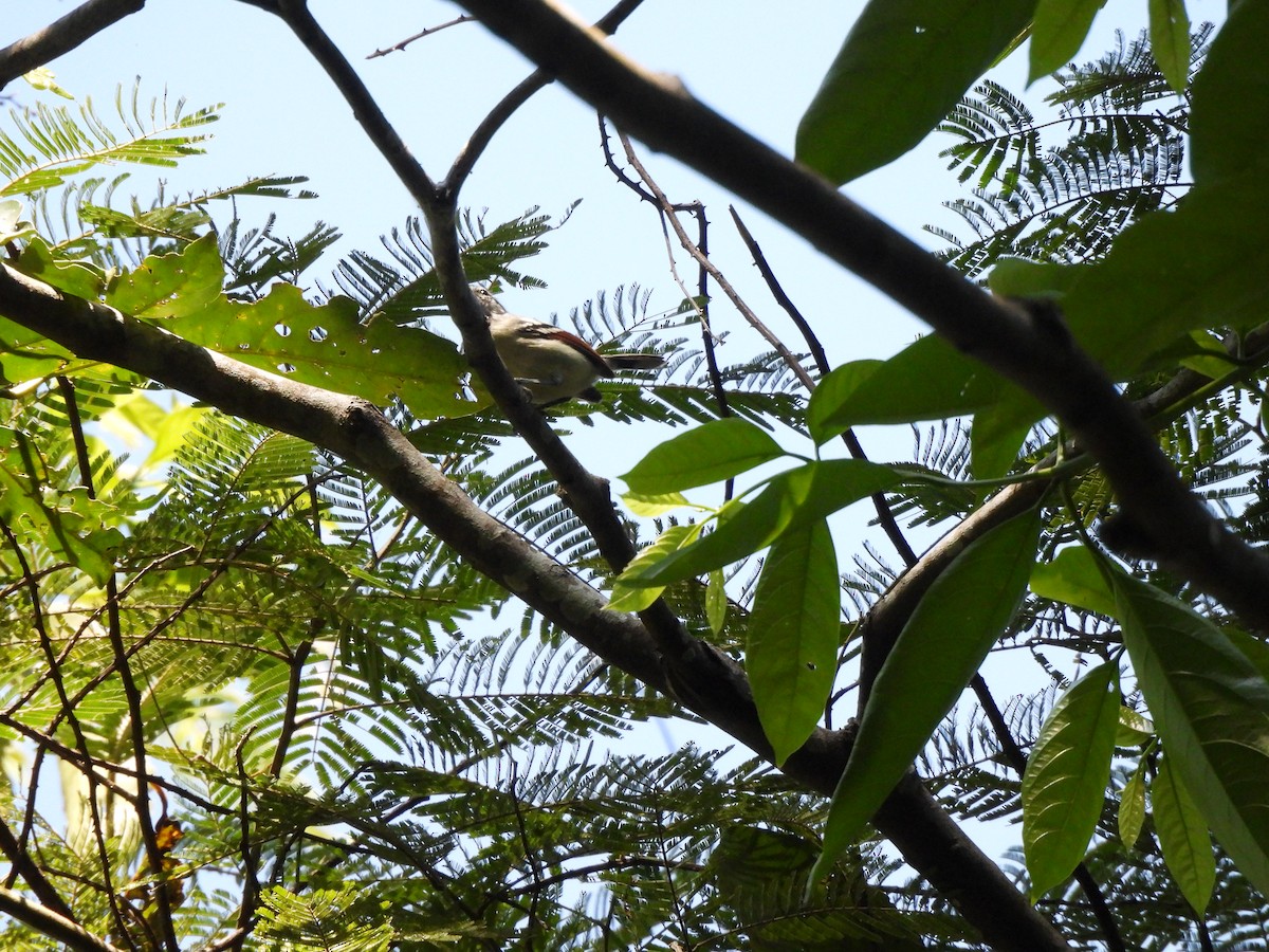 Rusty-winged Antwren - ML639786885