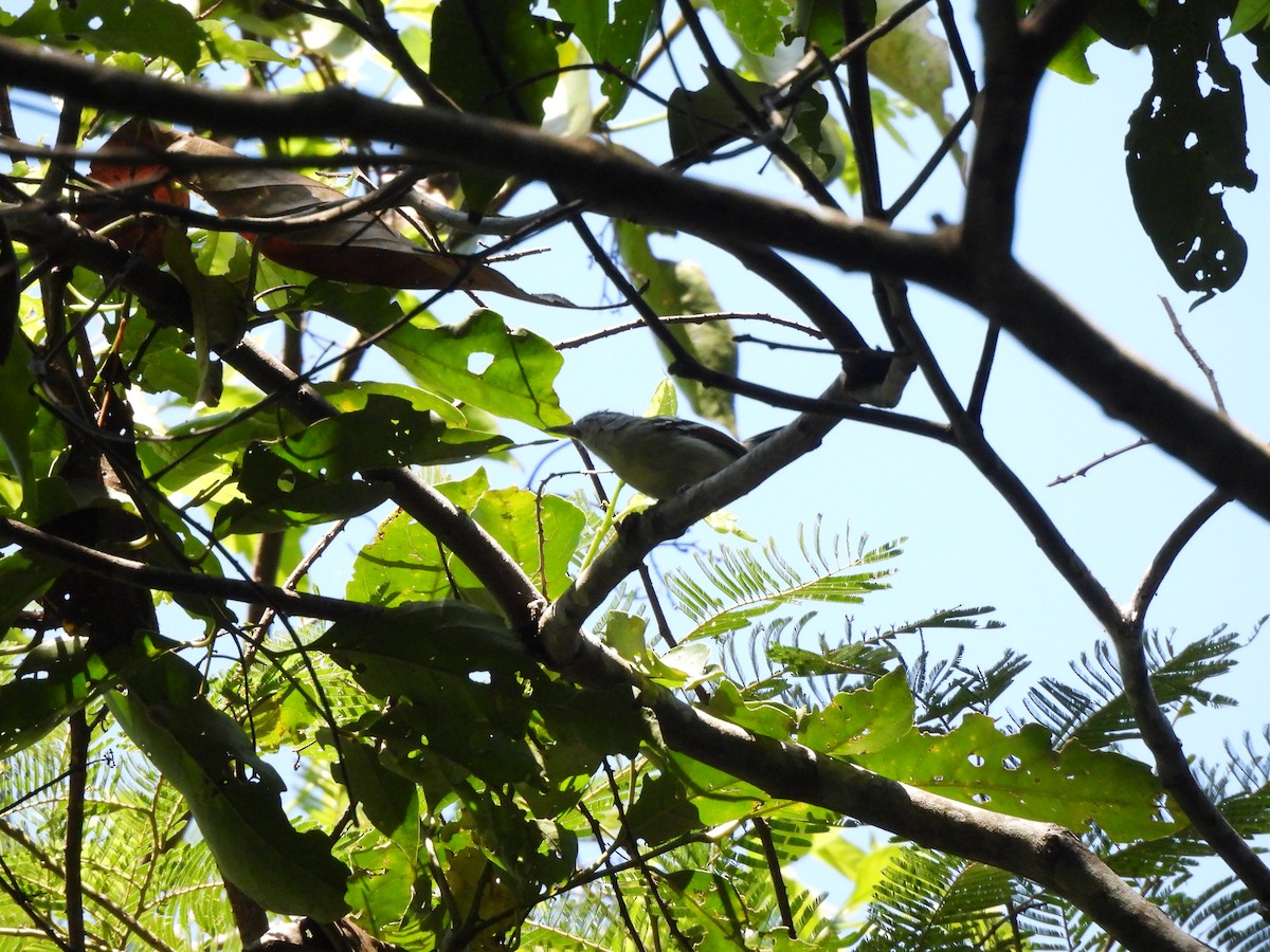 Rusty-winged Antwren - ML639786886