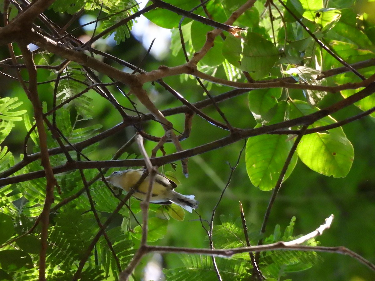 Rusty-winged Antwren - ML639786887