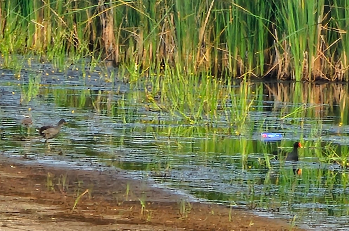 Common Gallinule - ML639786888