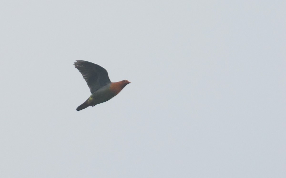 Cinnamon-headed Green-Pigeon - ML639786948