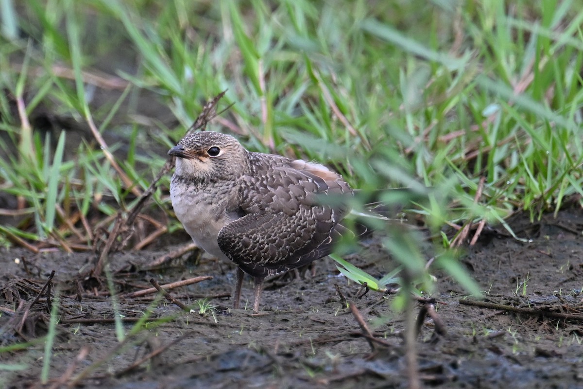 Oriental Pratincole - ML639786953