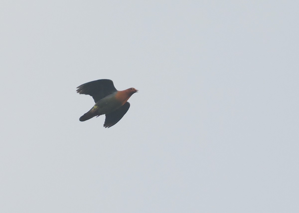 Cinnamon-headed Green-Pigeon - ML639786968