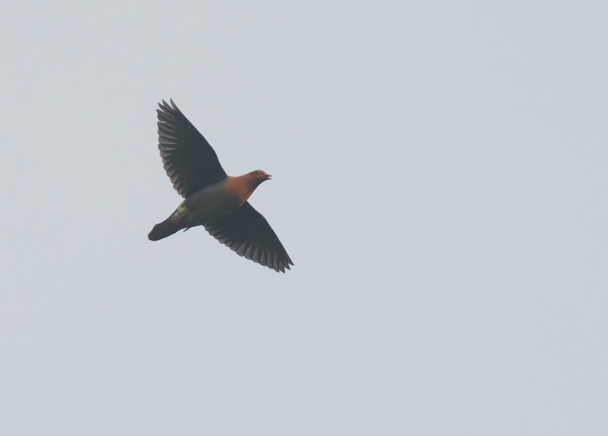 Cinnamon-headed Green-Pigeon - ML639786977