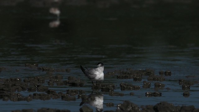 Yellow-billed Tern - ML639787004