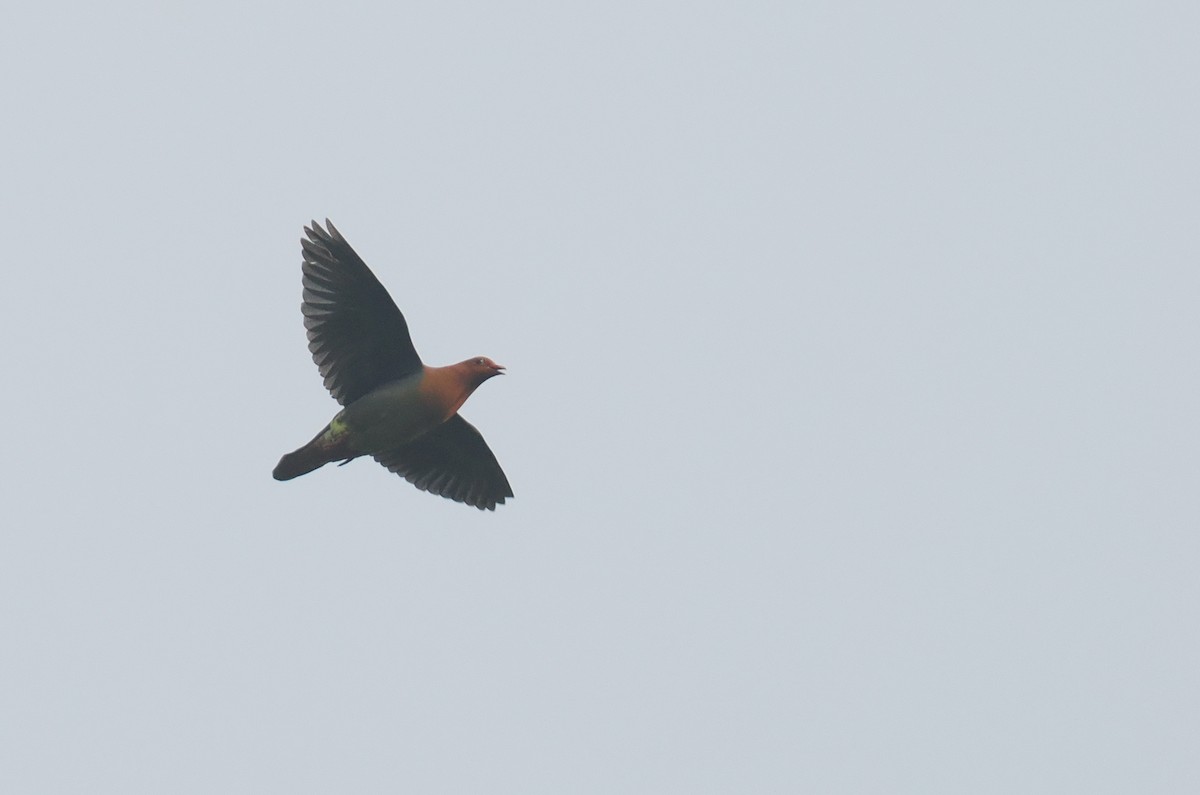 Cinnamon-headed Green-Pigeon - ML639787015