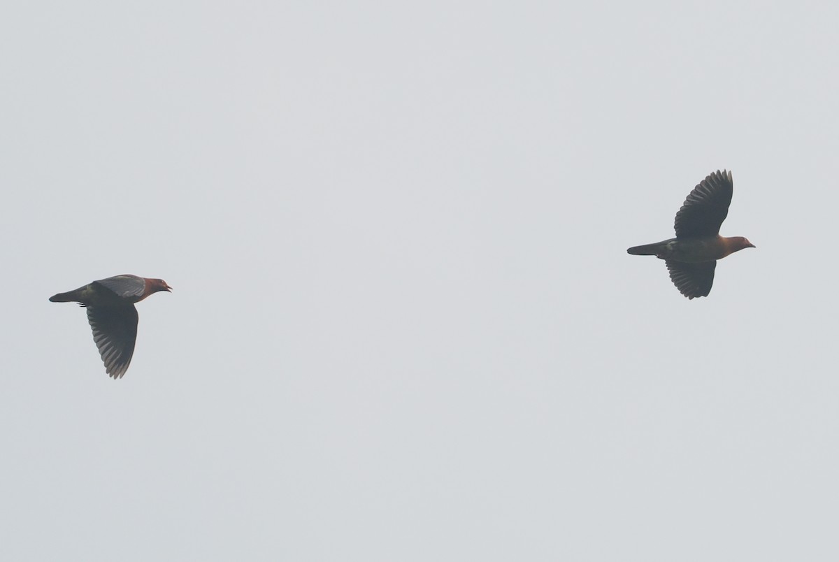 Cinnamon-headed Green-Pigeon - ML639787027