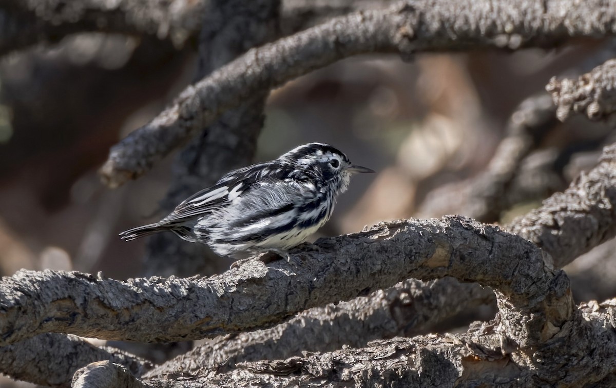Black-and-white Warbler - ML639787068