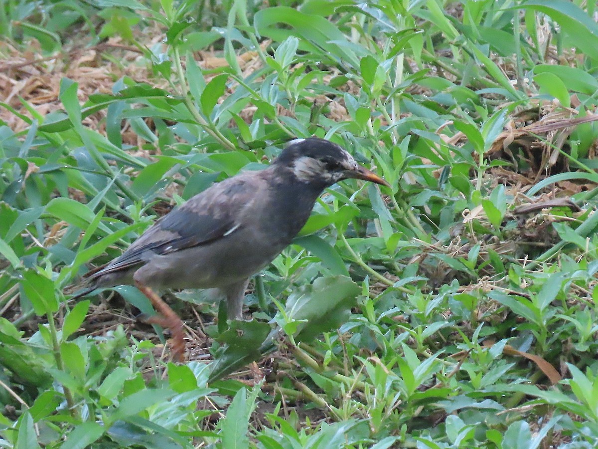 White-cheeked Starling - ML639787079