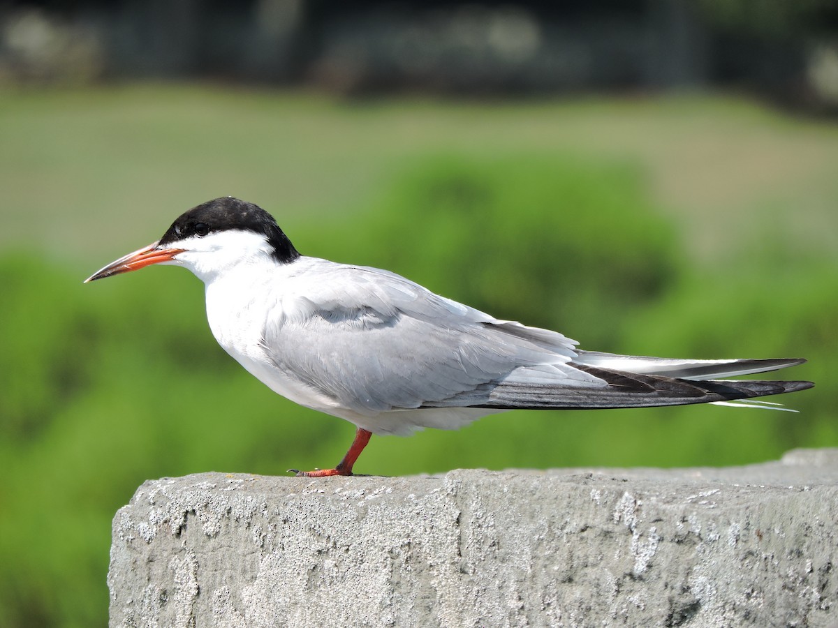 Common Tern - ML639787113