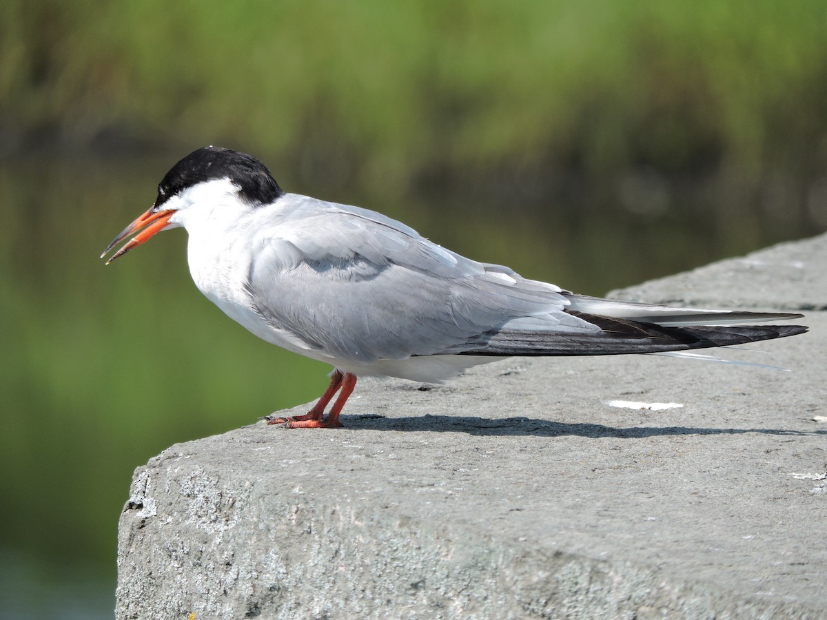Common Tern - ML639787122