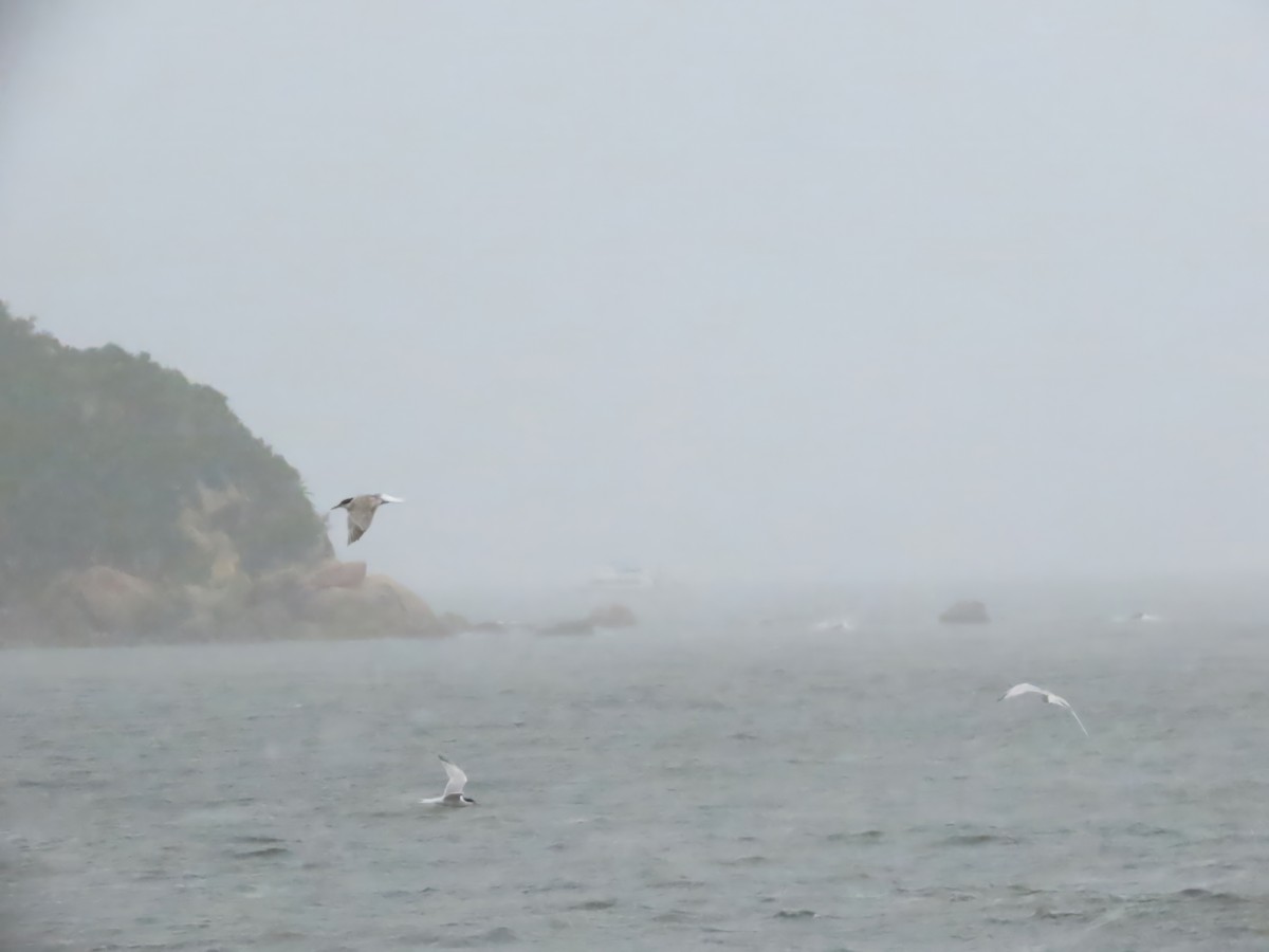 Common Tern - ML639787268