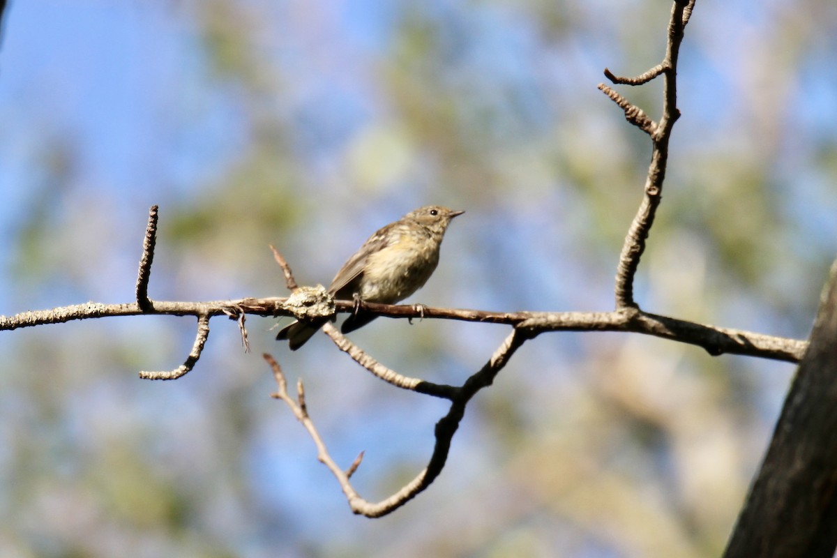 Yellow-rumped Warbler (Myrtle) - ML639787304