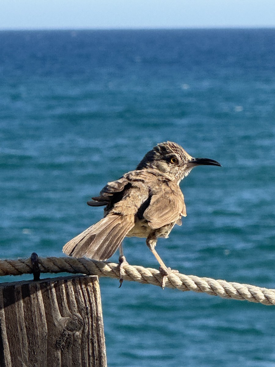 Gray Thrasher - ML639787306