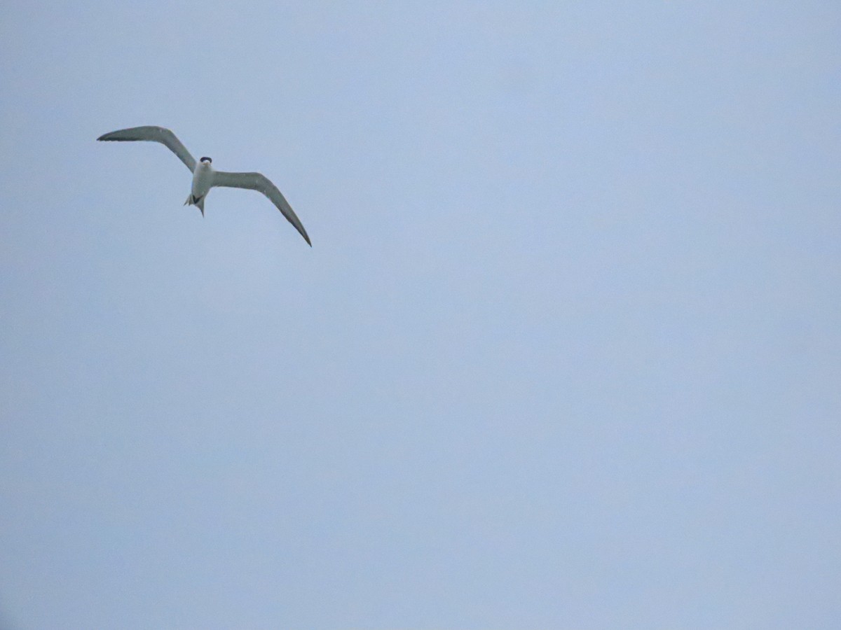 Great Crested Tern - ML639787369